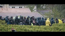 capture du documentaire Les raisins de la misère de Ixchel Delaporte